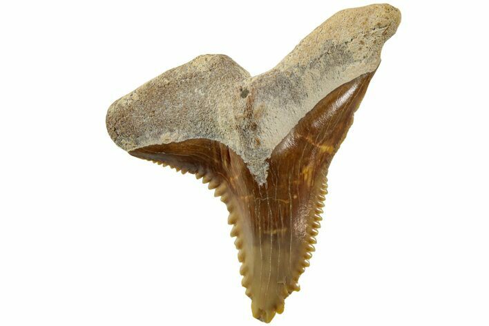 Fossil Shark Tooth (Hemipristis) - Bone Valley, Florida #235613